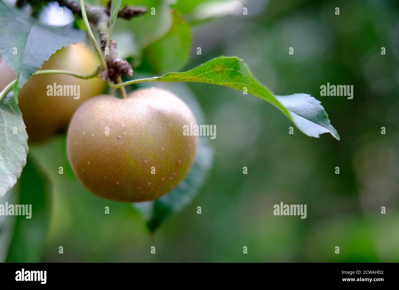 mele rustset egremont su un albero di mele in un giardino inglese, norfolk, inghilterra Foto Stock