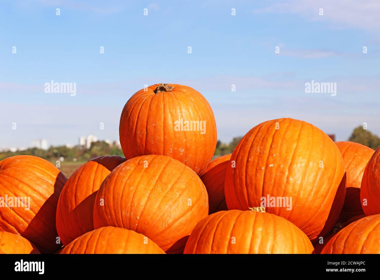 Autunno, la stagione della zucca è iniziata Foto Stock