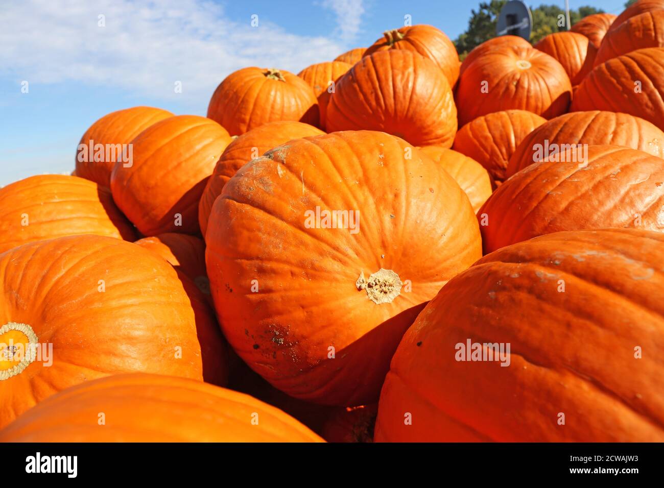 Autunno, la stagione della zucca è iniziata Foto Stock