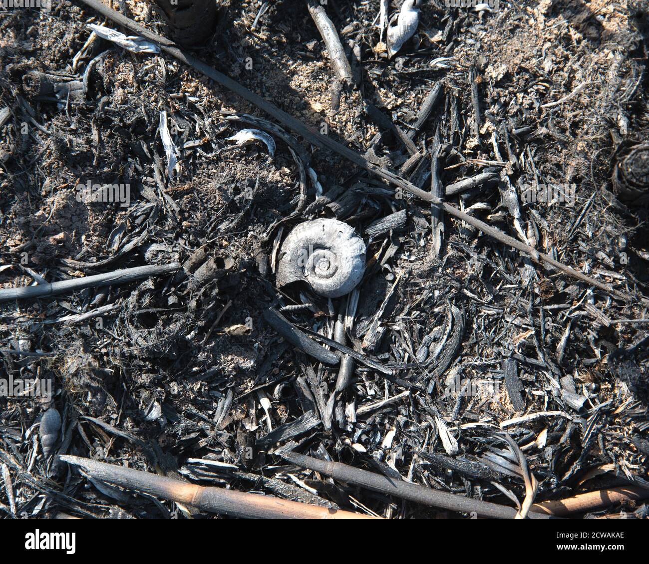 conchiglie di lumache bruciate in un fuoco di campo si trovano in ceneri Foto Stock