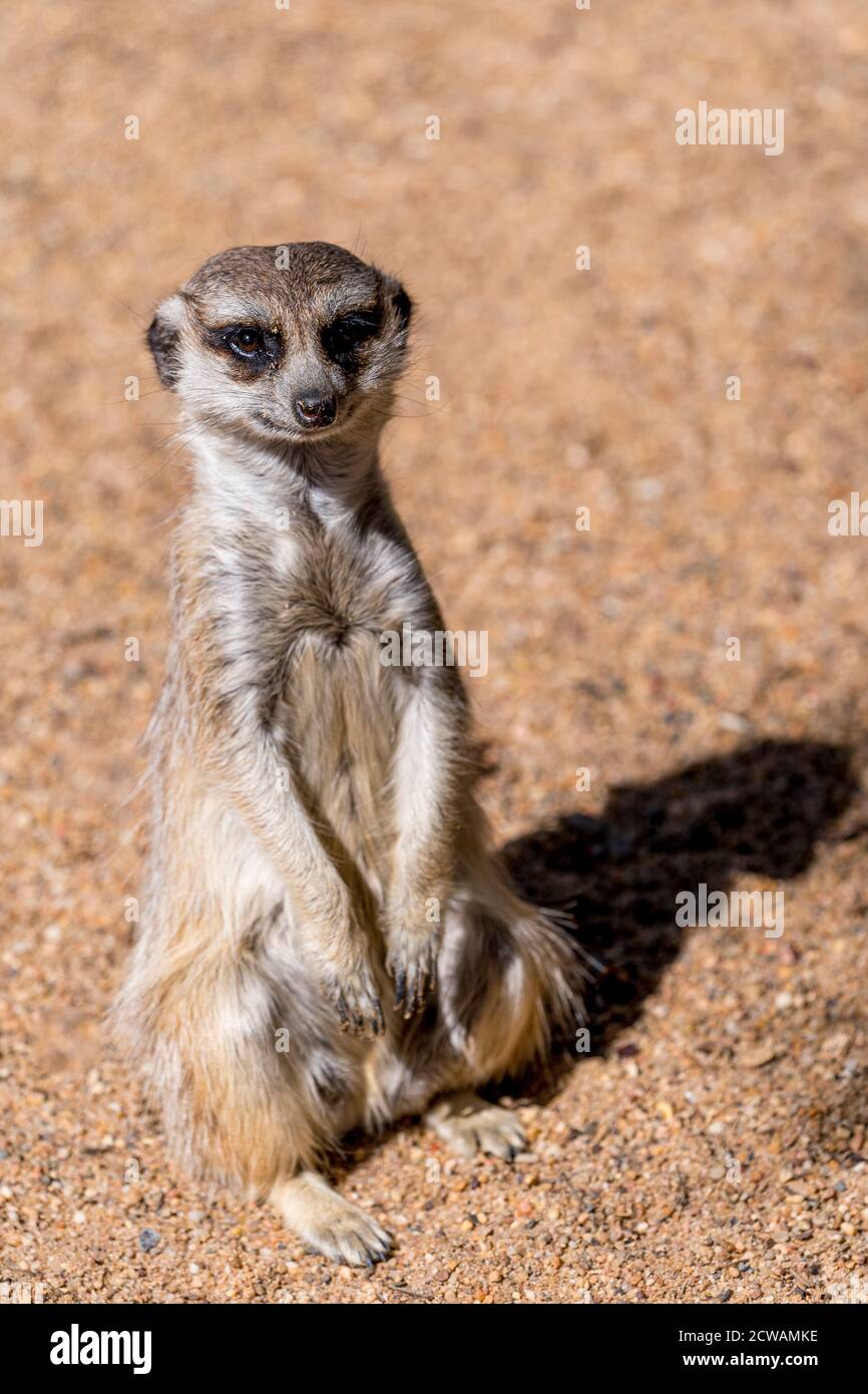 A meerkat (Suricata suricatta) si siede in piedi vigili di tutte le attività intorno al gruppo e allerta a tutti i predatori potenziali che si avvicinano Foto Stock