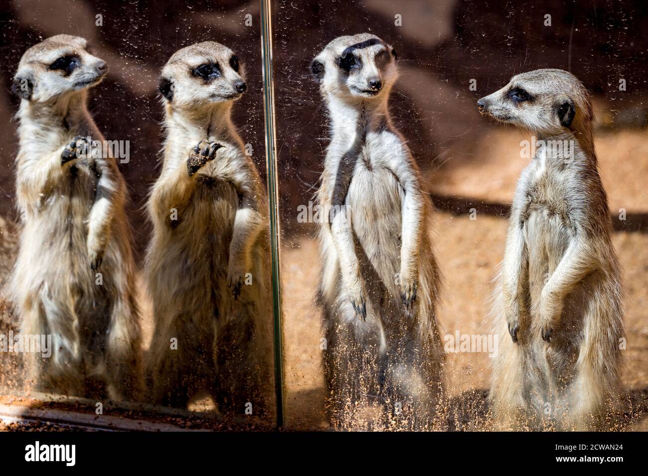 I meerkat allo Zoo di Dubbo si allineano al bicchiere per esaminare i loro visitatori umani. Foto Stock