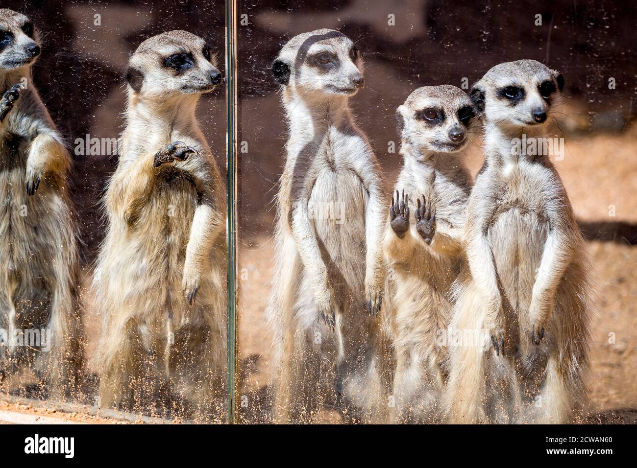 I meerkat allo Zoo di Dubbo si allineano al bicchiere per esaminare i loro visitatori umani. Foto Stock