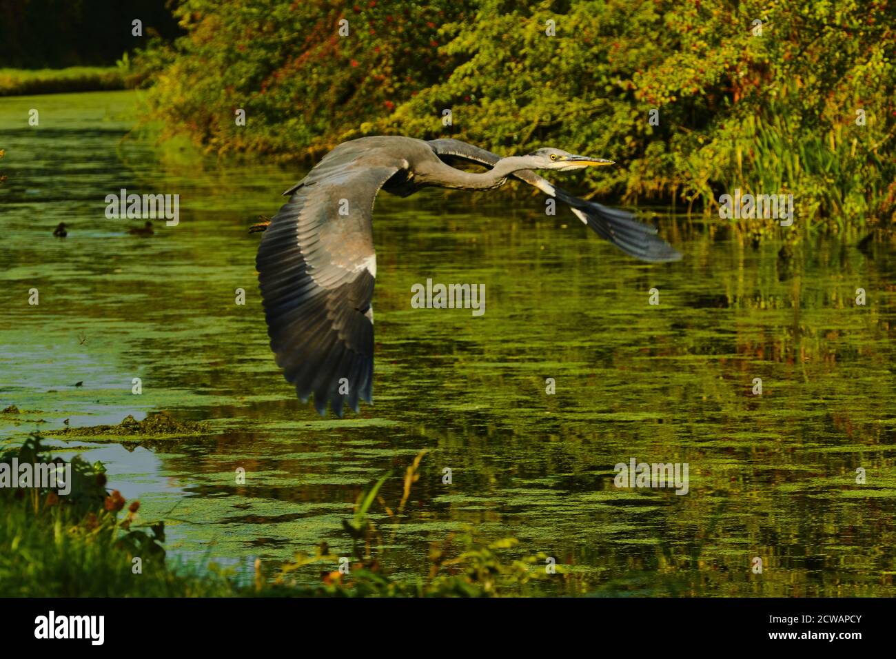 Heron Foto Stock