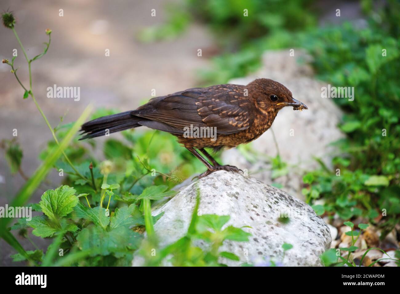 Blackbird Juvenile Thaxted Essex Inghilterra 2020 Wikipedia: Il uccello nero comune (Turdus merula) è una specie di vero mughetto. Si chiama anche Euras Foto Stock