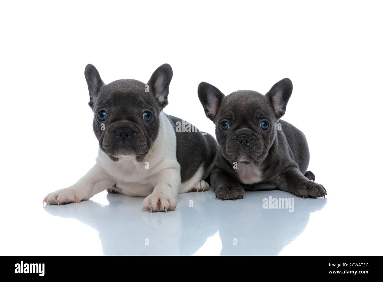 Due allegri cuccioli di bulldog francesi curiosamente guardando in avanti mentre si posa in basso e seduto fianco a fianco su sfondo bianco dello studio Foto Stock