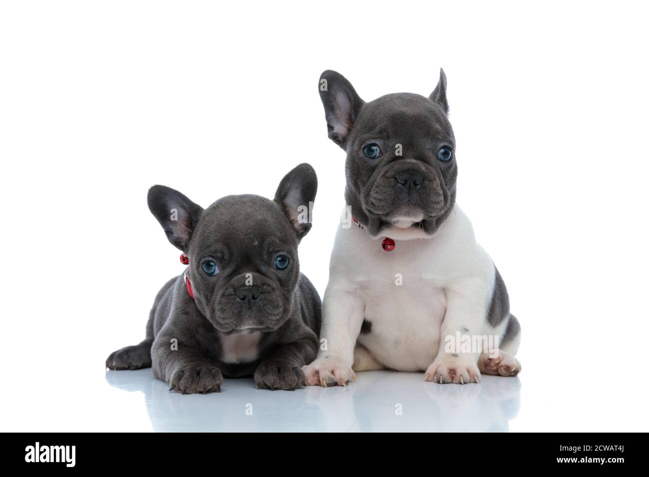 Due dutiful cuccioli di bulldog francesi che guardano in avanti mentre si stendono e si siedono fianco a fianco su sfondo bianco dello studio, indossando collari rossi Foto Stock