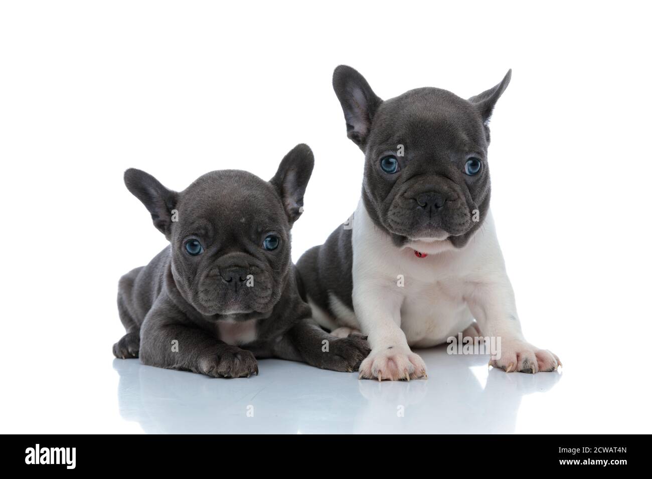 Due cuccioli di bulldog francesi focalizzati che si guardano curiosamente mentre si stendono e si siedono fianco a fianco su sfondo bianco dello studio, indossando collari rossi Foto Stock