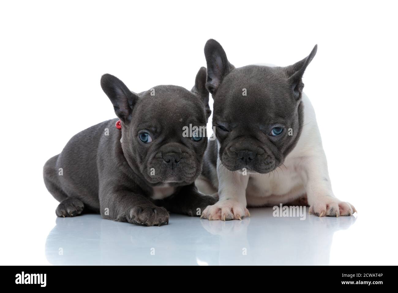 Due cuccioli di bulldog francesi sonnolenti che lampeggiano e sono stanchi mentre si stendono e si siedono fianco a fianco su sfondo bianco studio, indossando collari rossi Foto Stock