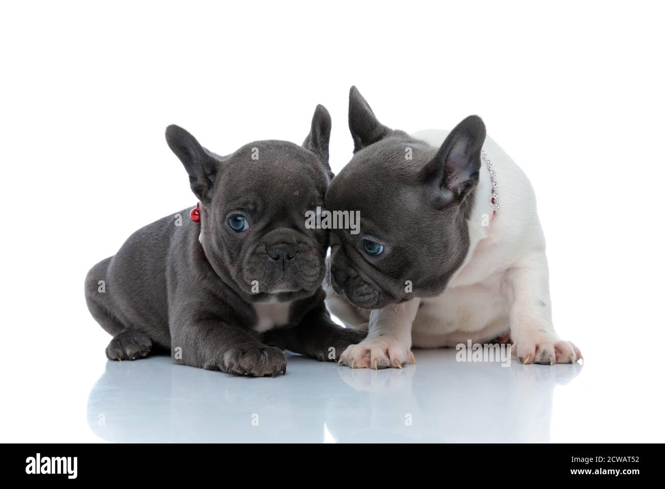 Sicuro cucciolo di bulldog francese che conforta il fratello mentre si posa fianco a fianco su sfondo bianco studio, indossando collari rossi Foto Stock
