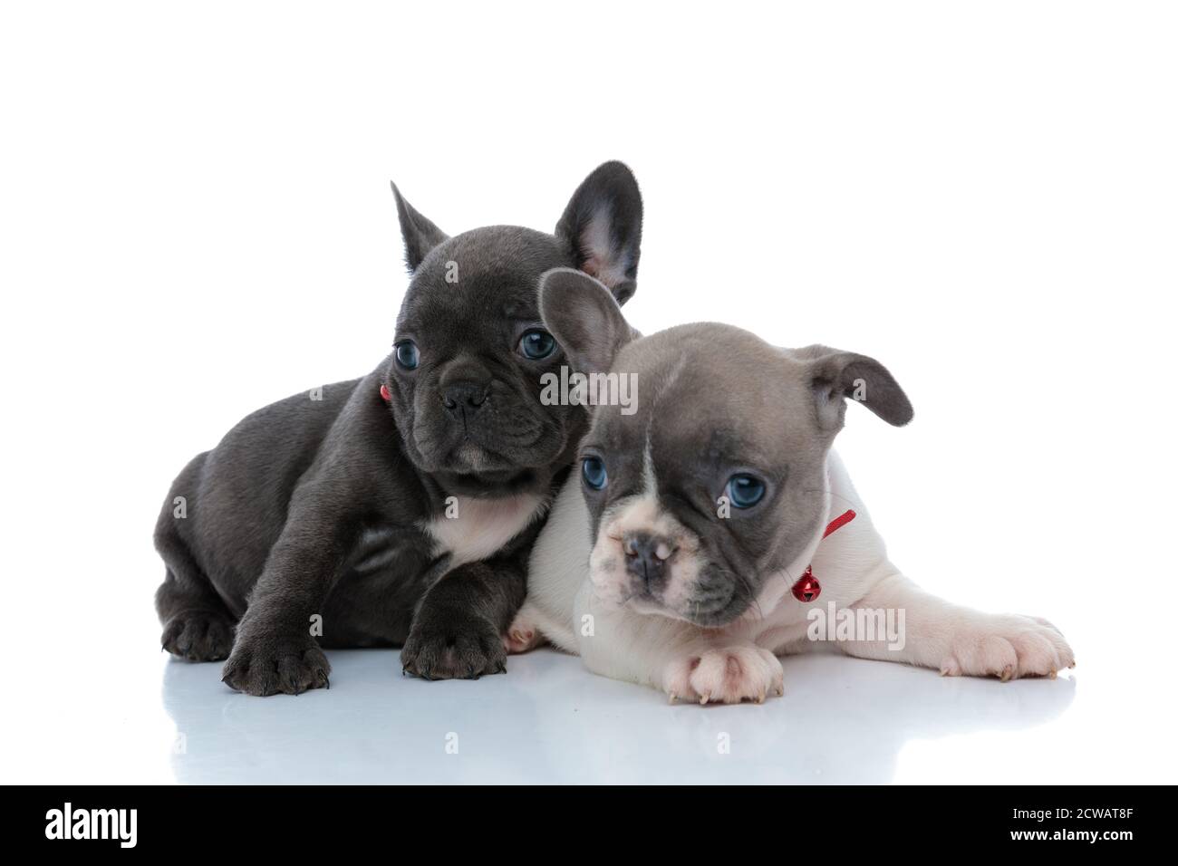 Due calmi cuccioli di bulldog francesi che guardano via e si rilassano mentre si stendono fianco a fianco su sfondo bianco dello studio, indossando collari rossi Foto Stock
