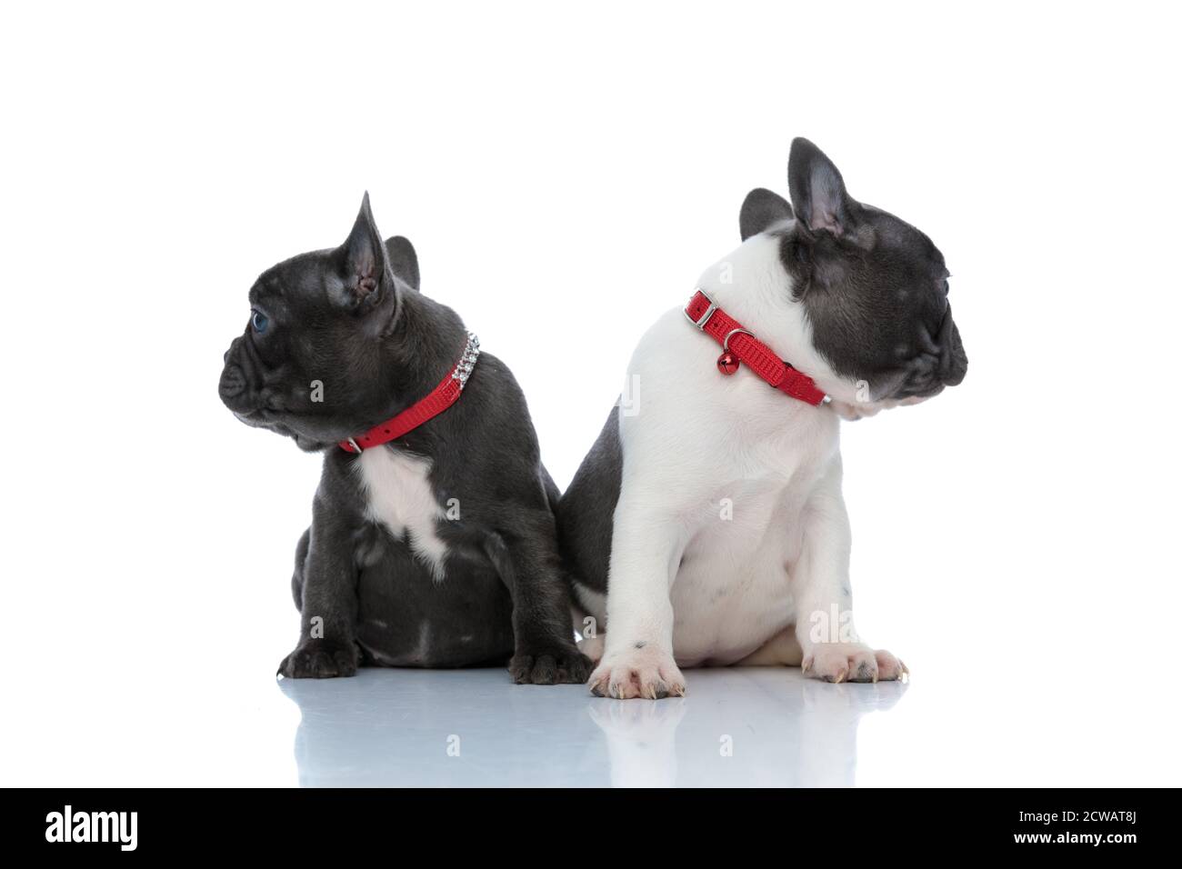 Desiderosi cuccioli di bulldog francesi che guardano di lato mentre si siedono fianco a fianco su sfondo bianco dello studio, indossando collari rossi Foto Stock