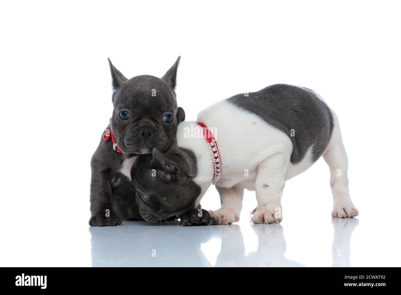 I cuccioli di bulldog francesi desiderosi sniffing e guardarsi intorno mentre si stendono e si siedono fianco a fianco su sfondo bianco dello studio, indossando collari rossi Foto Stock