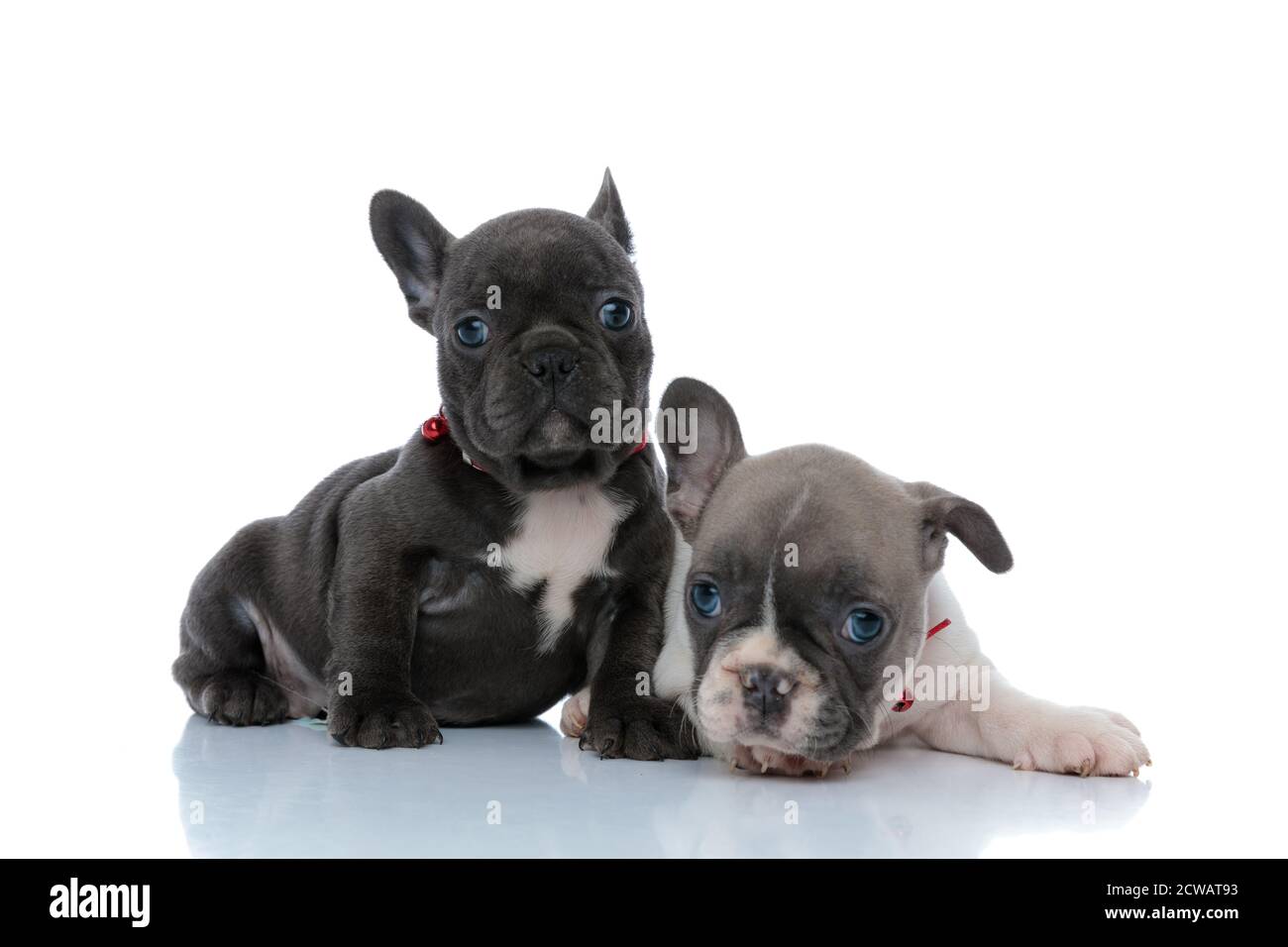 Due graziosi cuccioli di bulldog francesi che guardano in avanti mentre si stendono fianco a fianco su sfondo bianco dello studio, indossando collari rossi Foto Stock