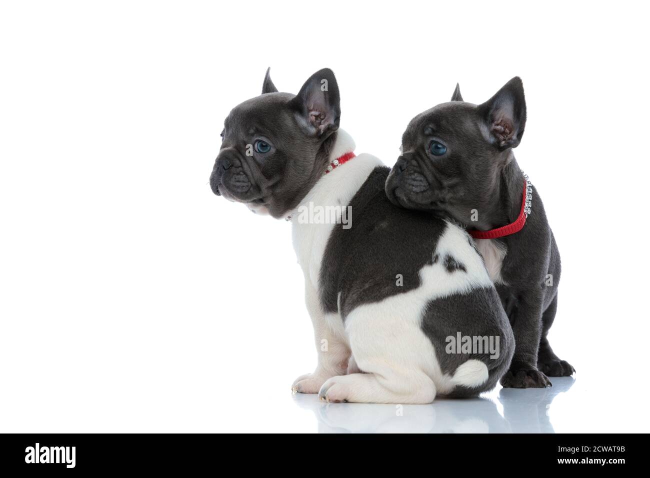 Vista laterale di 2 promettenti cuccioli di bulldog francesi che si guardano via, seduti sullo sfondo bianco dello studio, indossando collari rossi Foto Stock