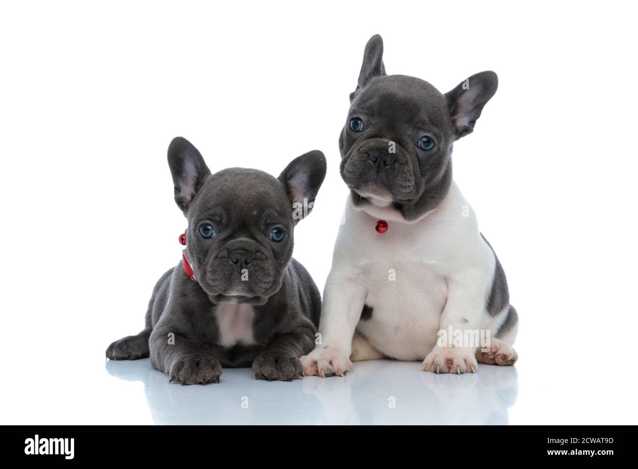 Due cuccioli di bulldog francesi focalizzati che si guardano lontani concentrati mentre si stendono e si siedono fianco a fianco su sfondo bianco dello studio, indossando collari rossi Foto Stock