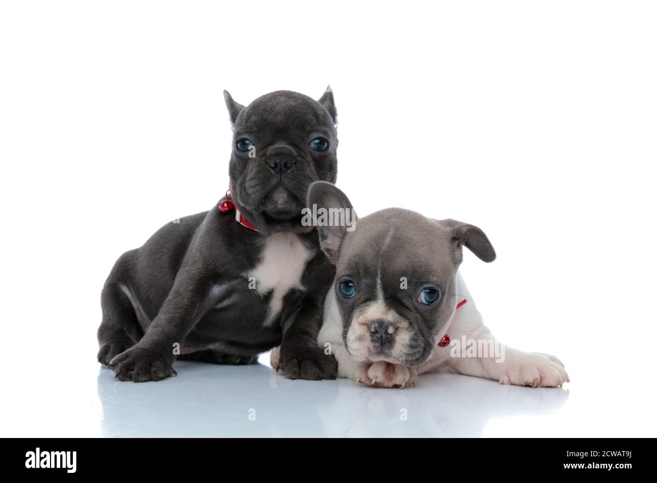 Motivati cuccioli di bulldog francesi che guardano in avanti mentre si stendono e si siedono fianco a fianco su sfondo bianco dello studio, indossando collari rossi Foto Stock