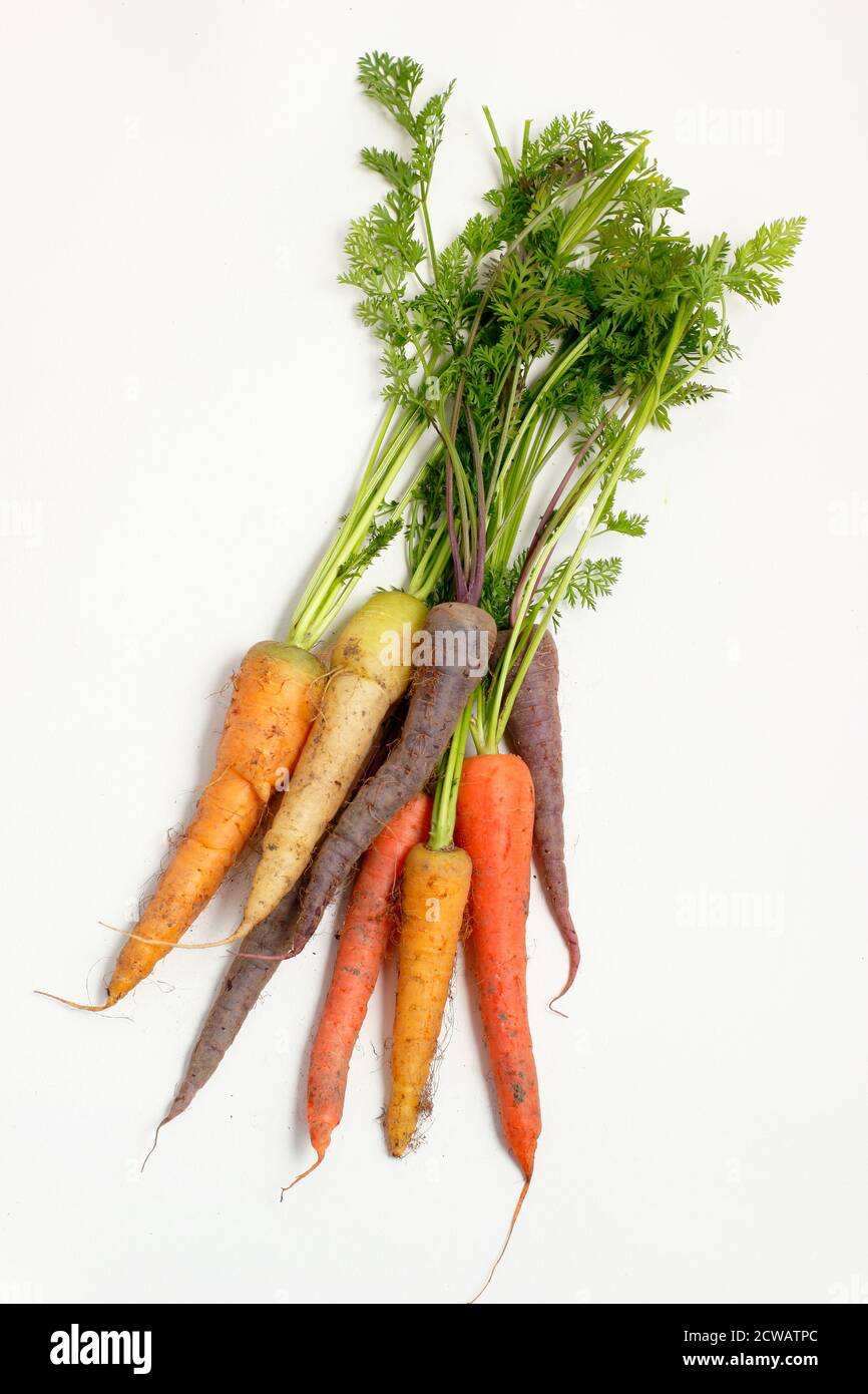 Mazzo di carote arcobaleno fresche coltivate in casa su sfondo bianco. REGNO UNITO Foto Stock