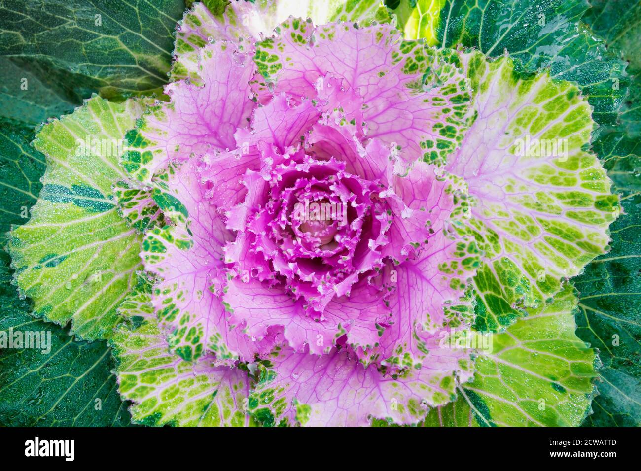 Fresco colorato ornamentale viola cavolo / fiore kale con gocce d'acqua. Profondità di campo poco profonda. SDF. Foto Stock