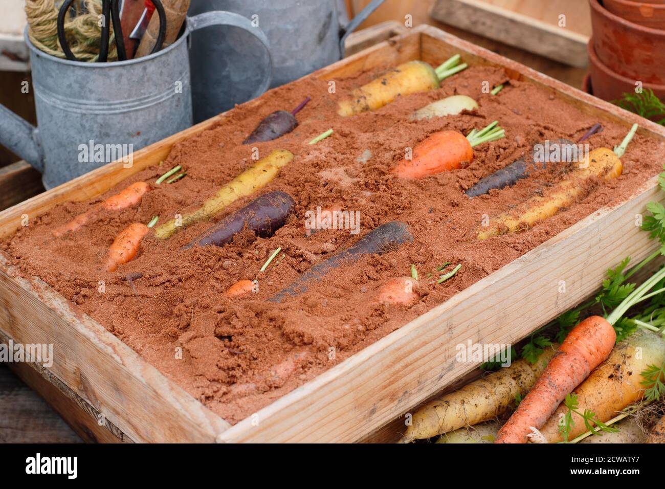 Stoccaggio carote arcobaleno in scatola di legno di sabbia umida - strato superiore di sabbia omesso per visualizzare la verdura. Foto Stock