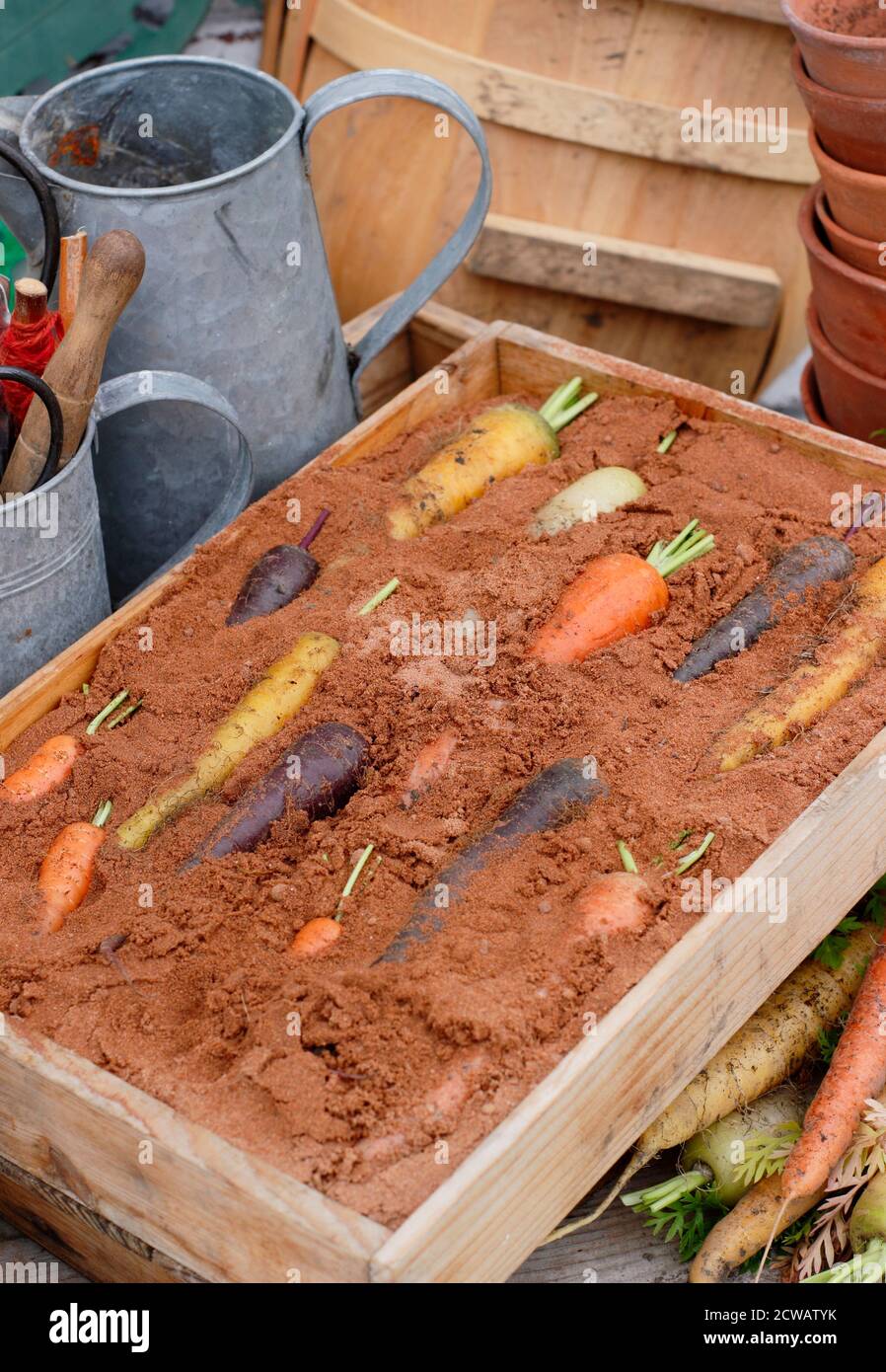 Stoccaggio carote arcobaleno in scatola di legno di sabbia umida - strato superiore di sabbia omesso per visualizzare la verdura. Foto Stock