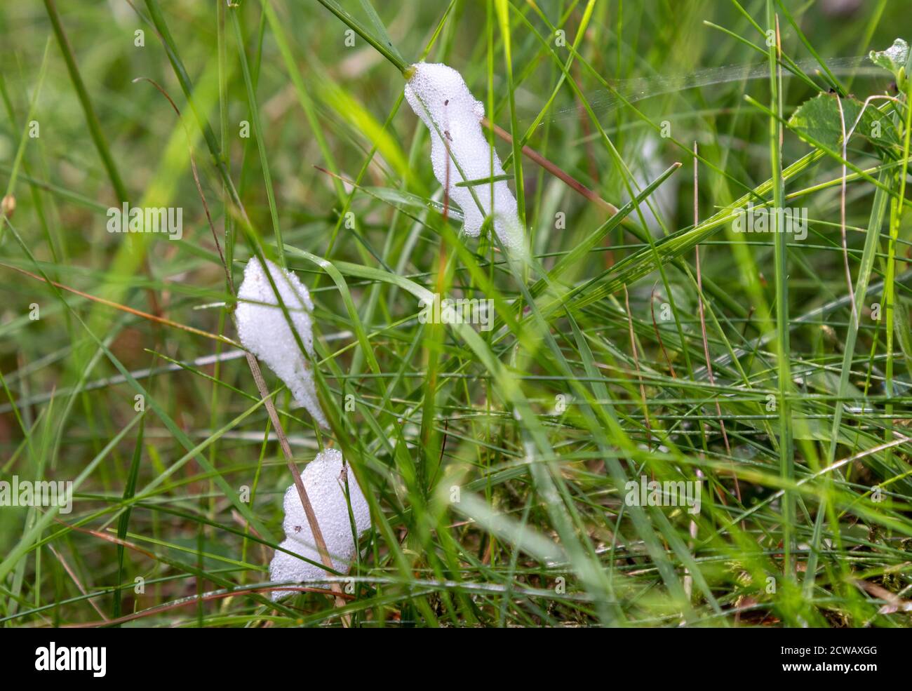 Primo piano di Cuckoo Spit, che è un liquido bianco schiuma secreto dalle ninfe di un vero bug succhiato da sap noto come froghoppers Foto Stock