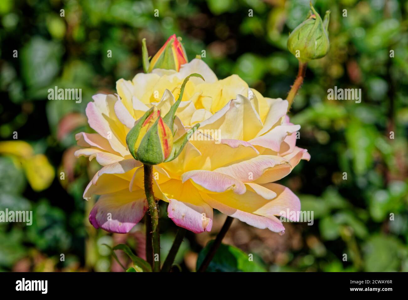 Primo piano di rosa - giardino di rose inglese, Regno Unito Foto Stock