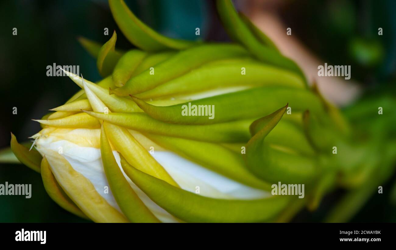 Primo piano di drago fiore di frutta al mattino Foto Stock