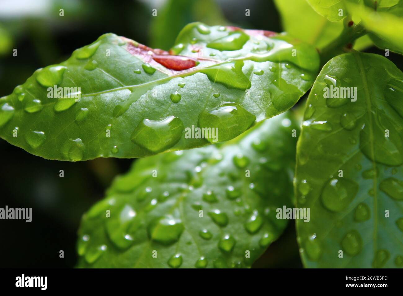 Primo piano di foglie verdi dopo la pioggia con grande gocce Foto Stock