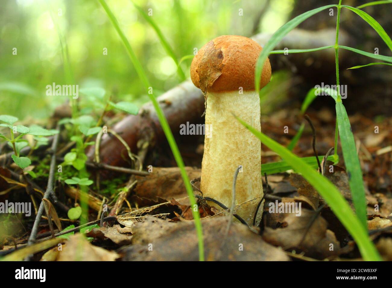 Primo piano di un piccolo fungo nei boschi Foto Stock