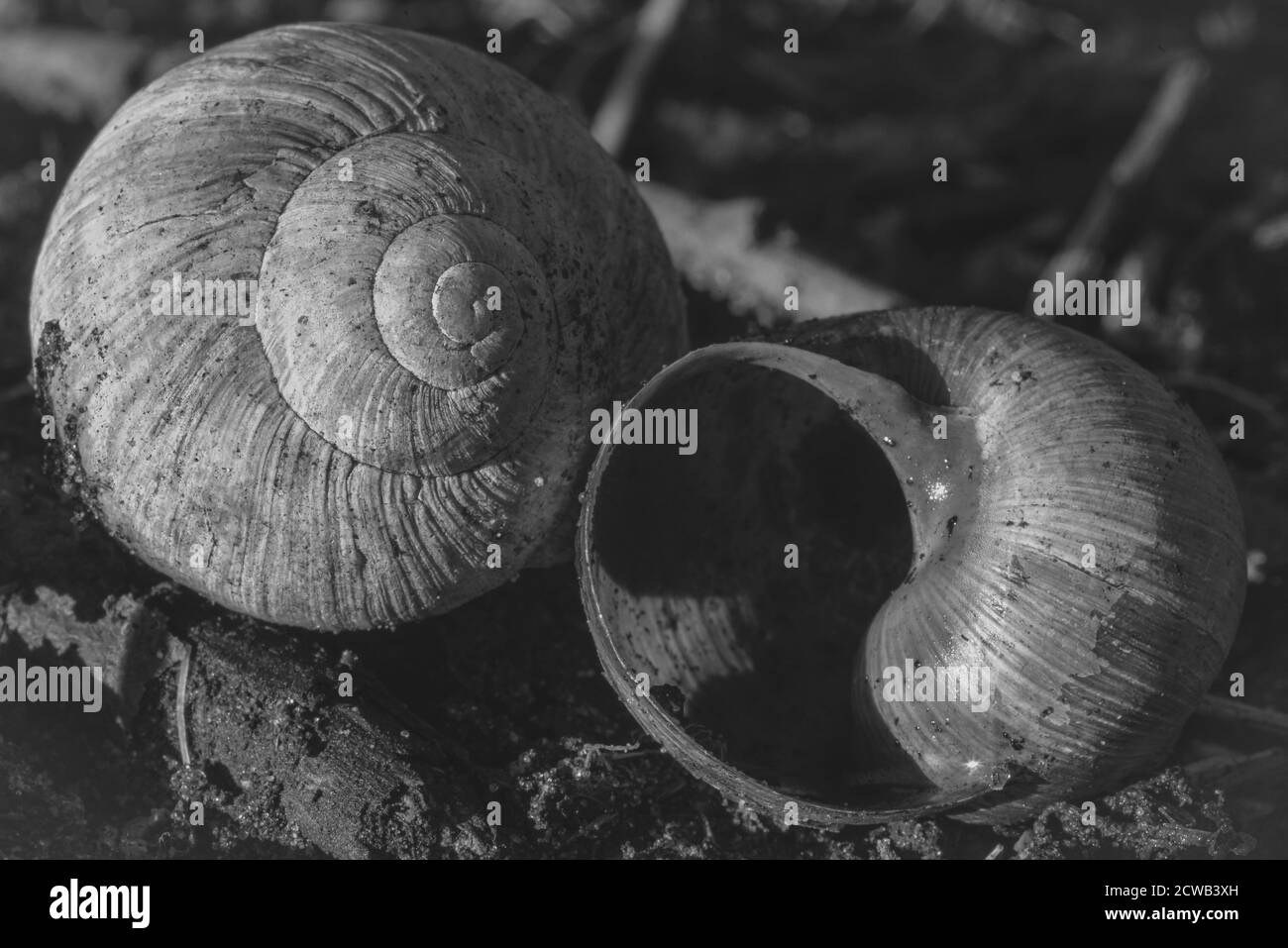 Due gusci di lumaca vuoti, gusci di lumaca vuoti, alloggiamento di lumaca, foto in bianco e nero Foto Stock