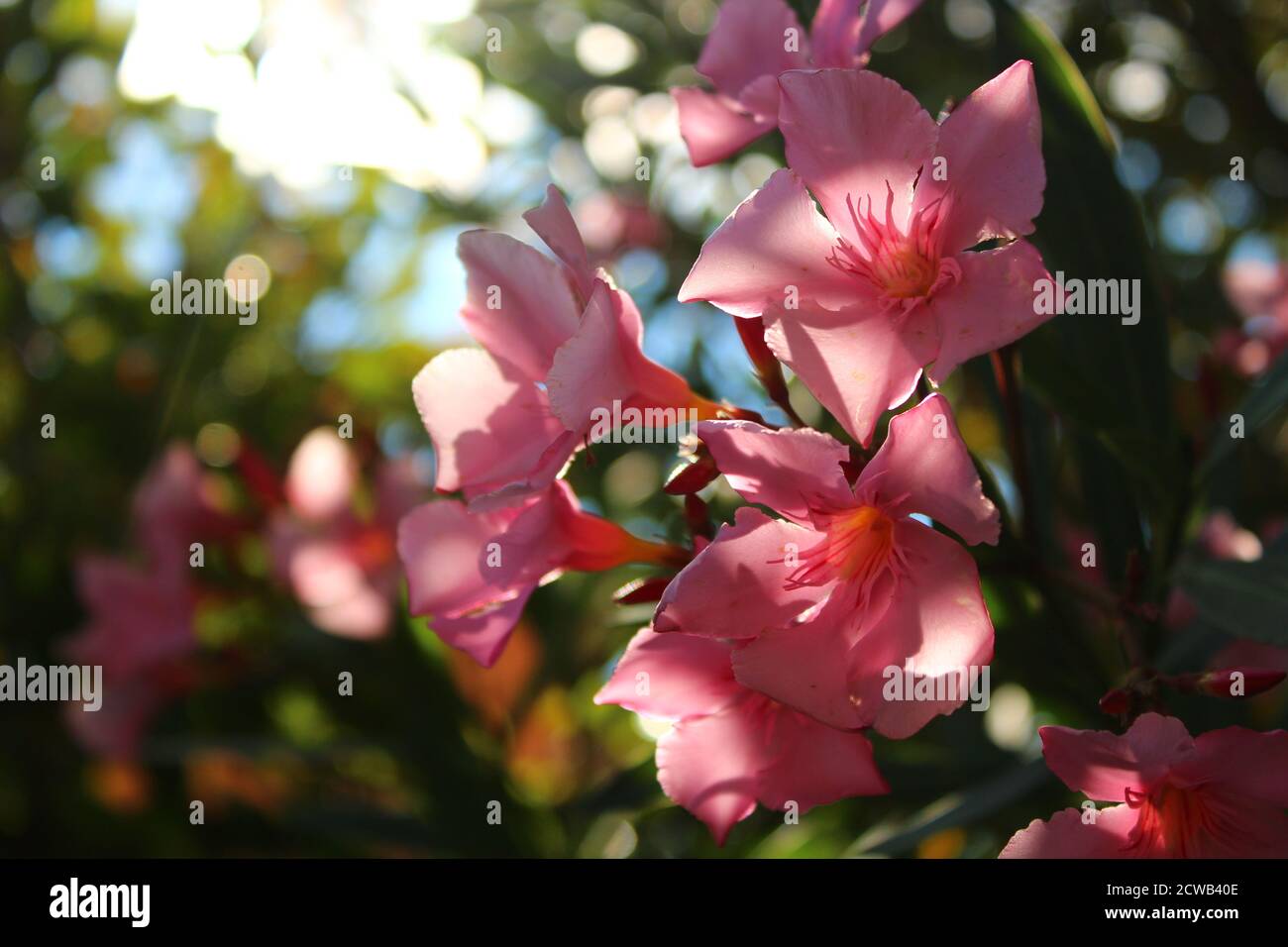 Bel fiore rosa di Oleander con sfondo sfocato Foto Stock