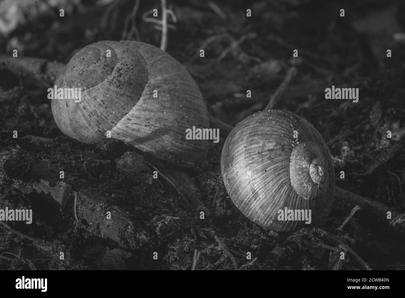 Due gusci di lumaca vuoti, gusci di lumaca vuoti, alloggiamento di lumaca, foto in bianco e nero Foto Stock