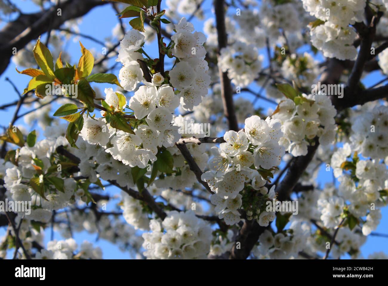 La fioritura dei fiori di ciliegio in primavera Foto Stock