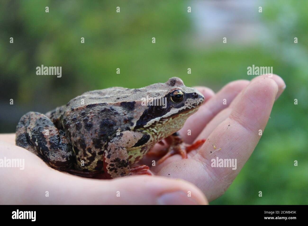 Primo piano di una rana seduta sulla mano Foto Stock