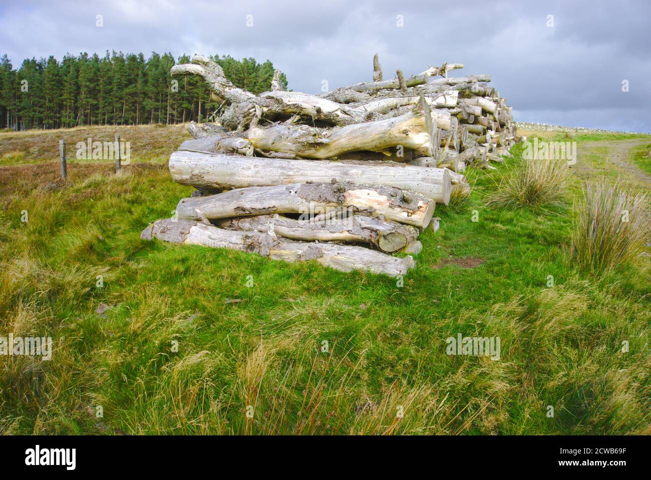 Mucchio di tronchi vicino alla Via Upland Meridionale nelle colline Lammermuir, Berwickshire, frontiere scozzesi, Regno Unito con alberi viventi sullo sfondo. Foto Stock