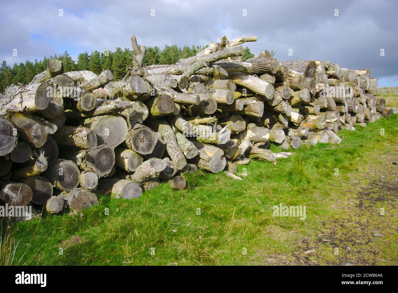 Mucchio di tronchi vicino alla Via Upland Meridionale nelle colline Lammermuir, Berwickshire, frontiere scozzesi, Regno Unito. Foto Stock