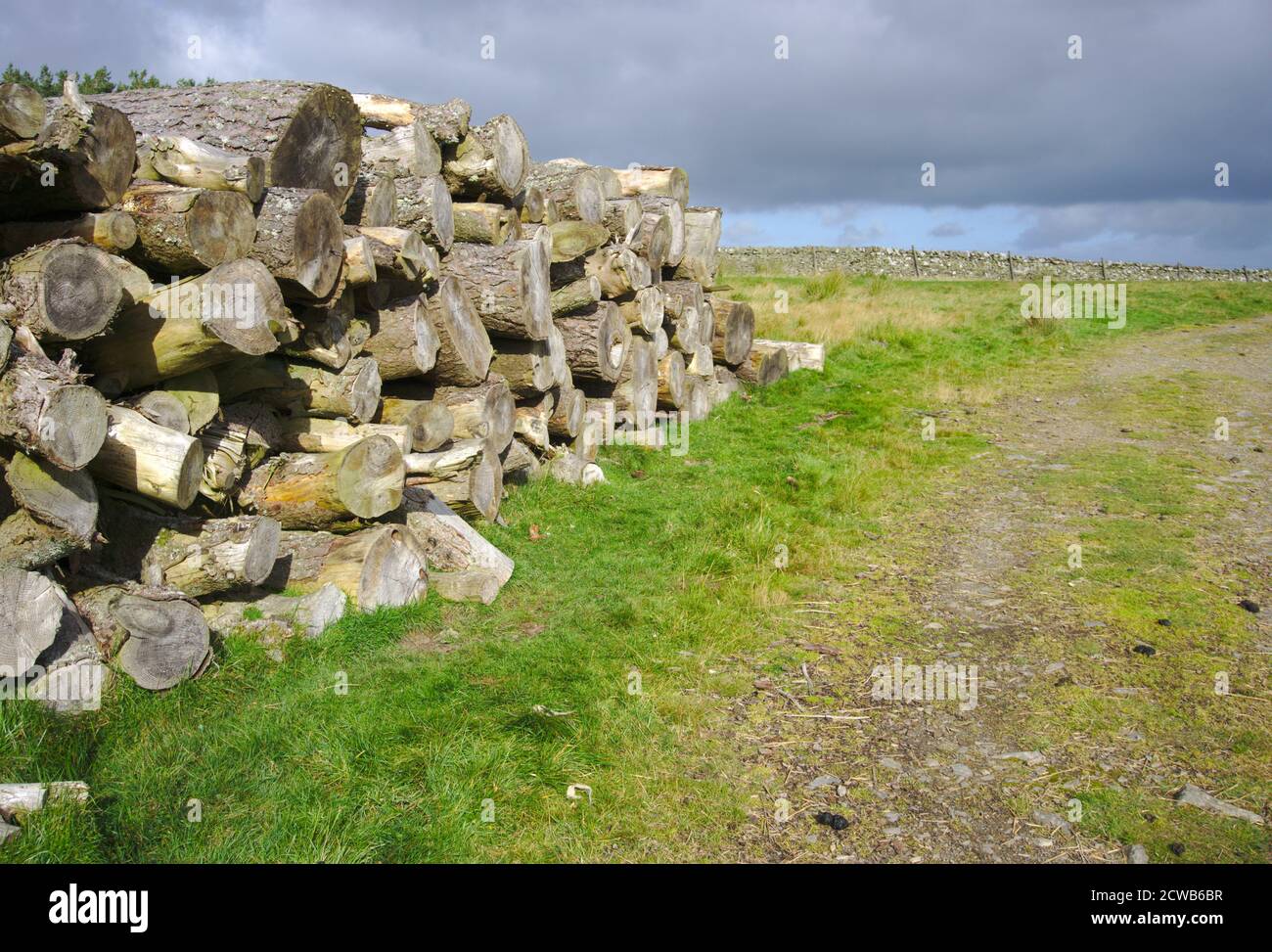 Mucchio di tronchi vicino alla Via Upland Meridionale nelle colline Lammermuir, Berwickshire, frontiere scozzesi, Regno Unito. Foto Stock