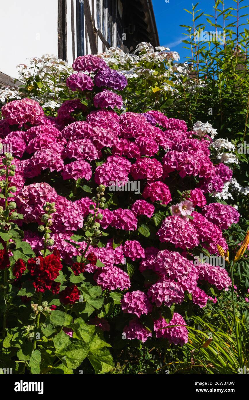 Inghilterra, Sussex orientale, Battaglia, Hydrangea in Bloom Foto Stock