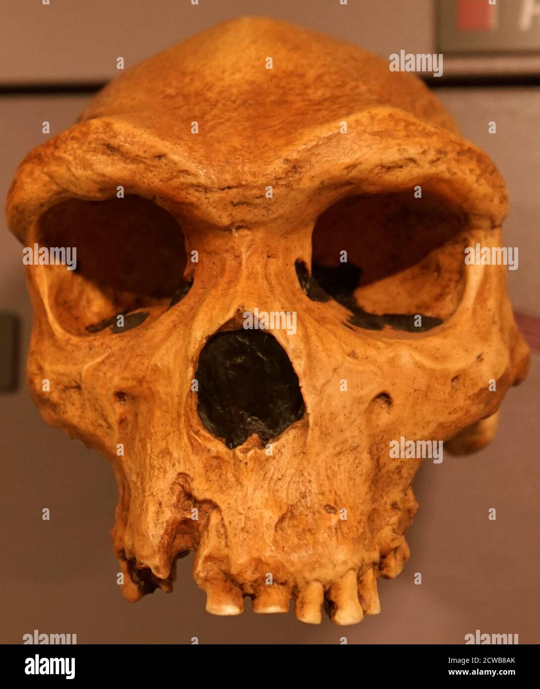 Cranio di un homo heidelbergensis, una specie estinta o sottospecie di esseri umani arcaici nel genere Homo, che irradiava nel Pleistocene medio Foto Stock