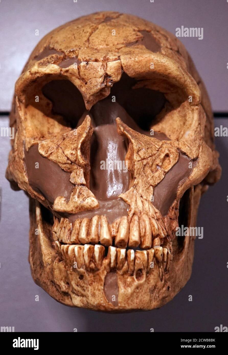 Cranio di un homo Neanderthalensis una specie o sottospecie estinta Di esseri umani arcaici che hanno vissuto in Eurasia fino a circa 40,000 anni fa Foto Stock