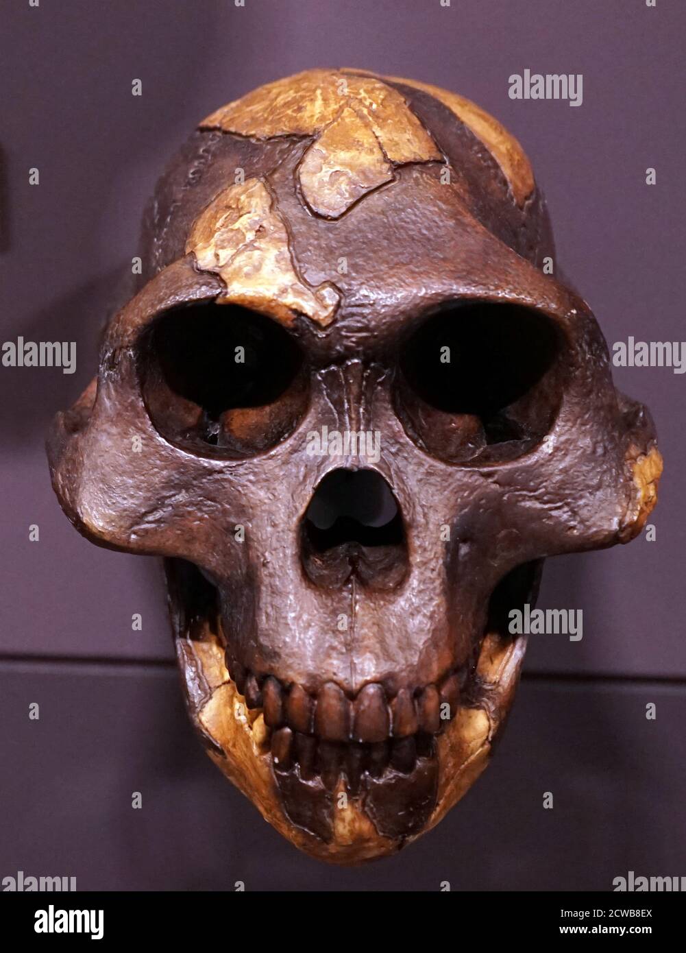 Cranio di un Australopithecus afarensis un hominin estinto. Foto Stock