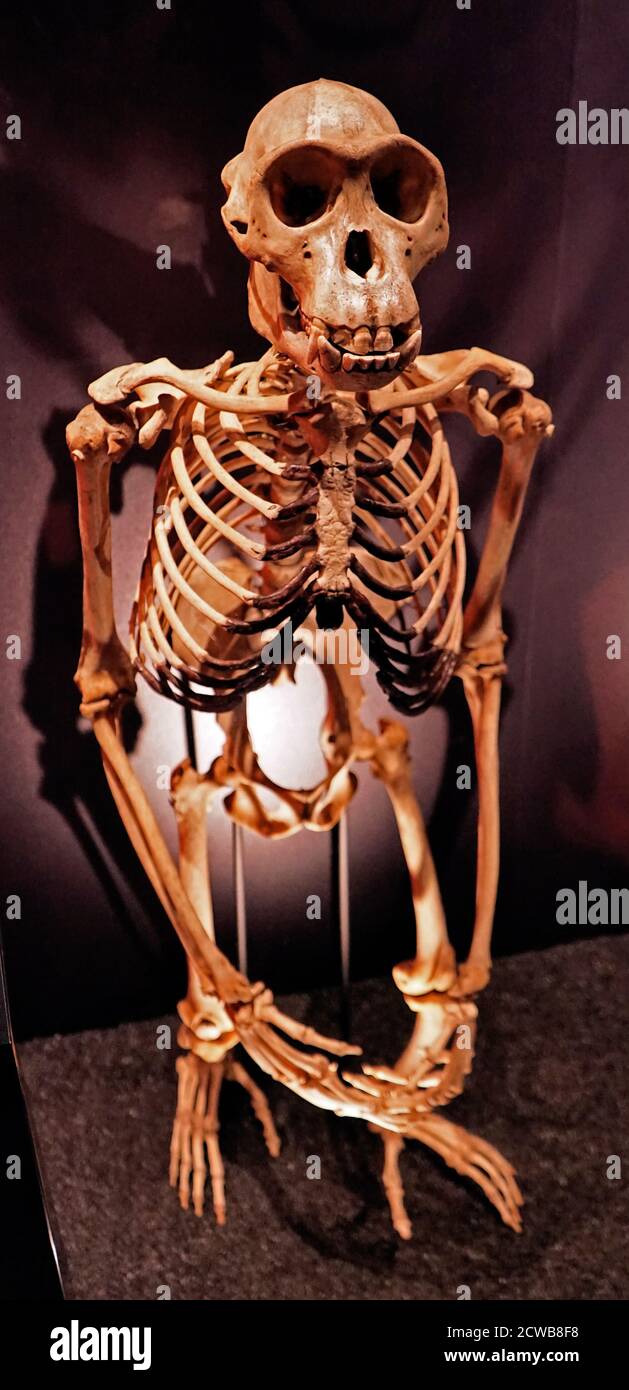 Scheletro di uno scimpanzé maschio, non-hominin. Foto Stock