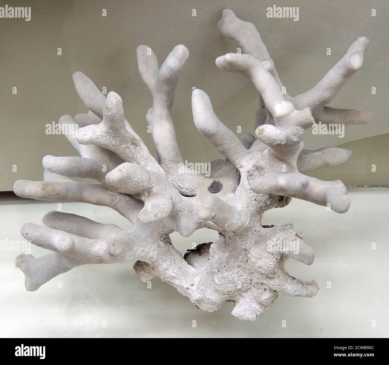 Porites è un genere di coralli sassosi; sono coralli di piccola pietra di polipo (SPS). Sono caratterizzati da una morfologia a forma di dito. Campione dal Vietnam Foto Stock