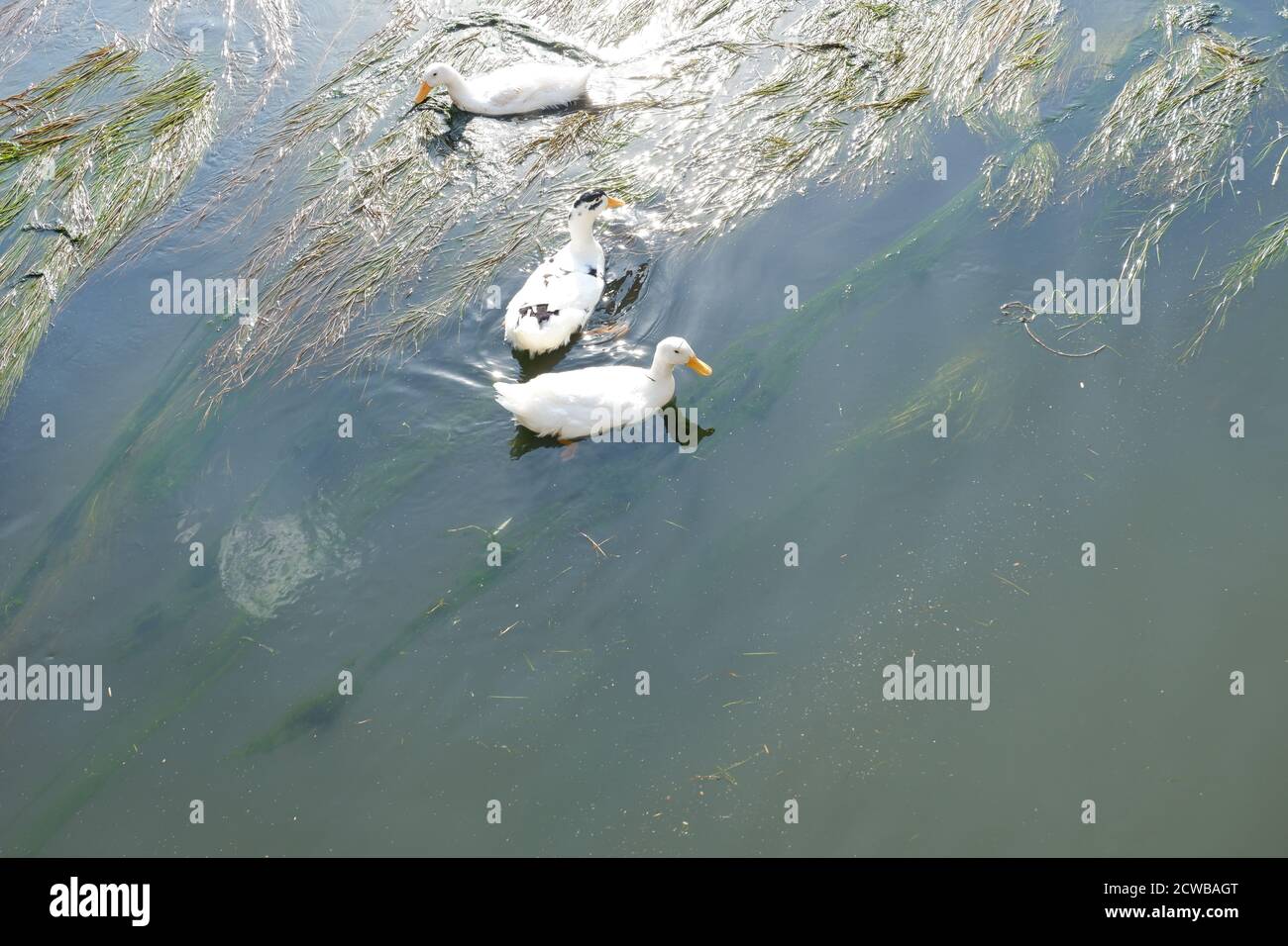 Anatre nuotare e mangiare in acqua parzialmente inquinata Foto Stock