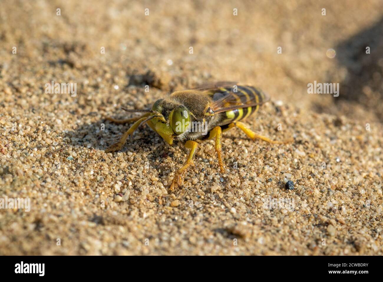 Bembix rostrata, vespe di sabbia nativa su una sabbia, Riserva speciale 'Djurdjevac Sands' in Croazia Foto Stock