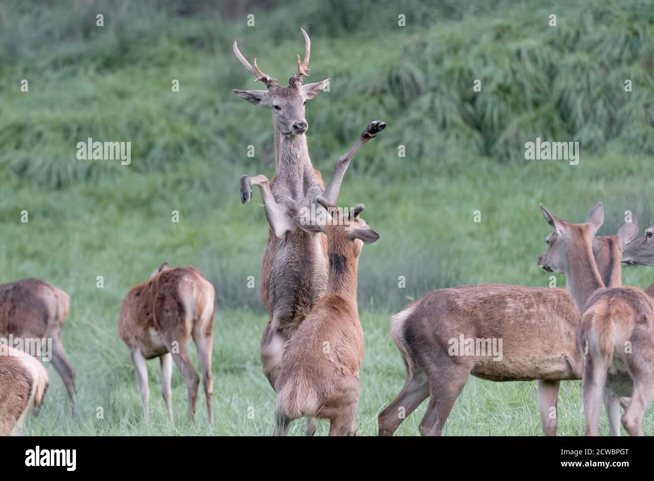 I giovani cervi giocano a combattere (Cervus elaphus) Foto Stock