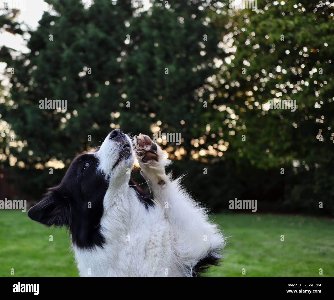Primo piano di cute Border Collie con Paw Up nel Giardino. Ritratto di cane bianco e nero durante l'addestramento di obbedienza. Foto Stock