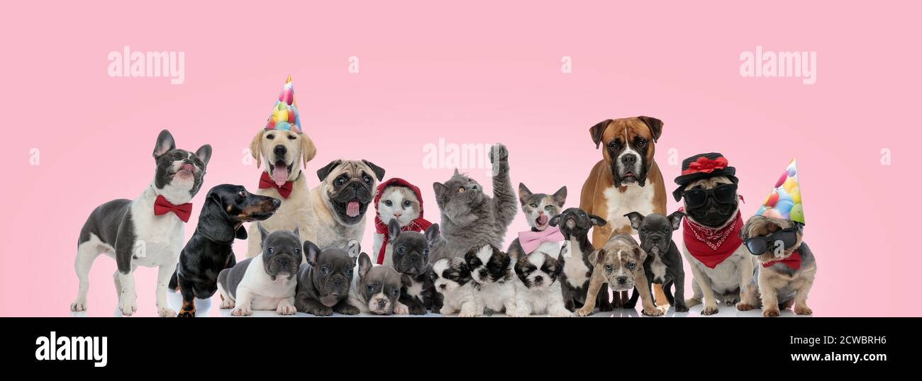 Grande squadra di gatti e cani che posano indossare cappelli di compleanno, viscere e occhiali da sole, seduto, in piedi e adagiato su sfondo rosa Foto Stock