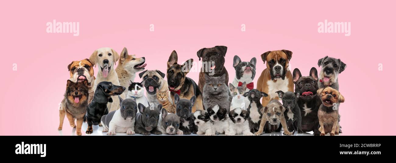 Grande gruppo di cani e gatti che posano indossare le viscere mentre si siede, si alza e si posa su sfondo rosa Foto Stock